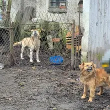 View photo: Animals and Doghouse