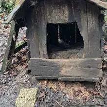 View photo: Animals and Doghouse