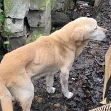 View photo: Animals and Doghouse