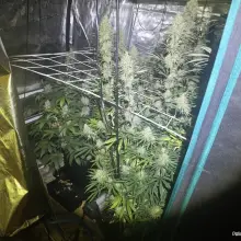 Zobacz zdjęcie: Przechwycona marihuana