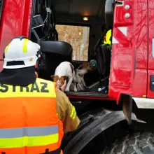Zobacz zdjęcie: Strażacy i pieski