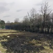 Zobacz zdjęcie: Pożary w Parzycach