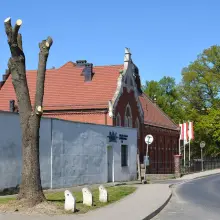 Zobacz zdjęcie: Drzewo koło MZGM