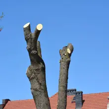 Zobacz zdjęcie: Drzewo koło MZGM