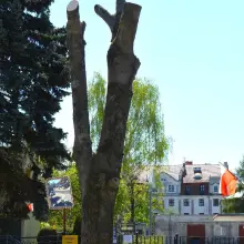 Zobacz zdjęcie: Drzewo koło MZGM
