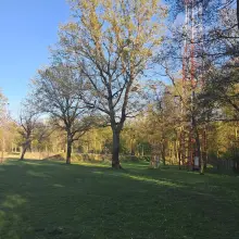 Переглянути фотографію: Дерева біля нових басейнів