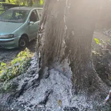 Zobacz zdjęcie: Pożar drzewa w miejscowości Modła